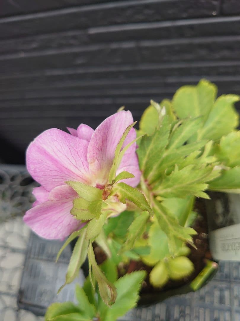 広瀬園芸　クリスマスローズ　Ｊ