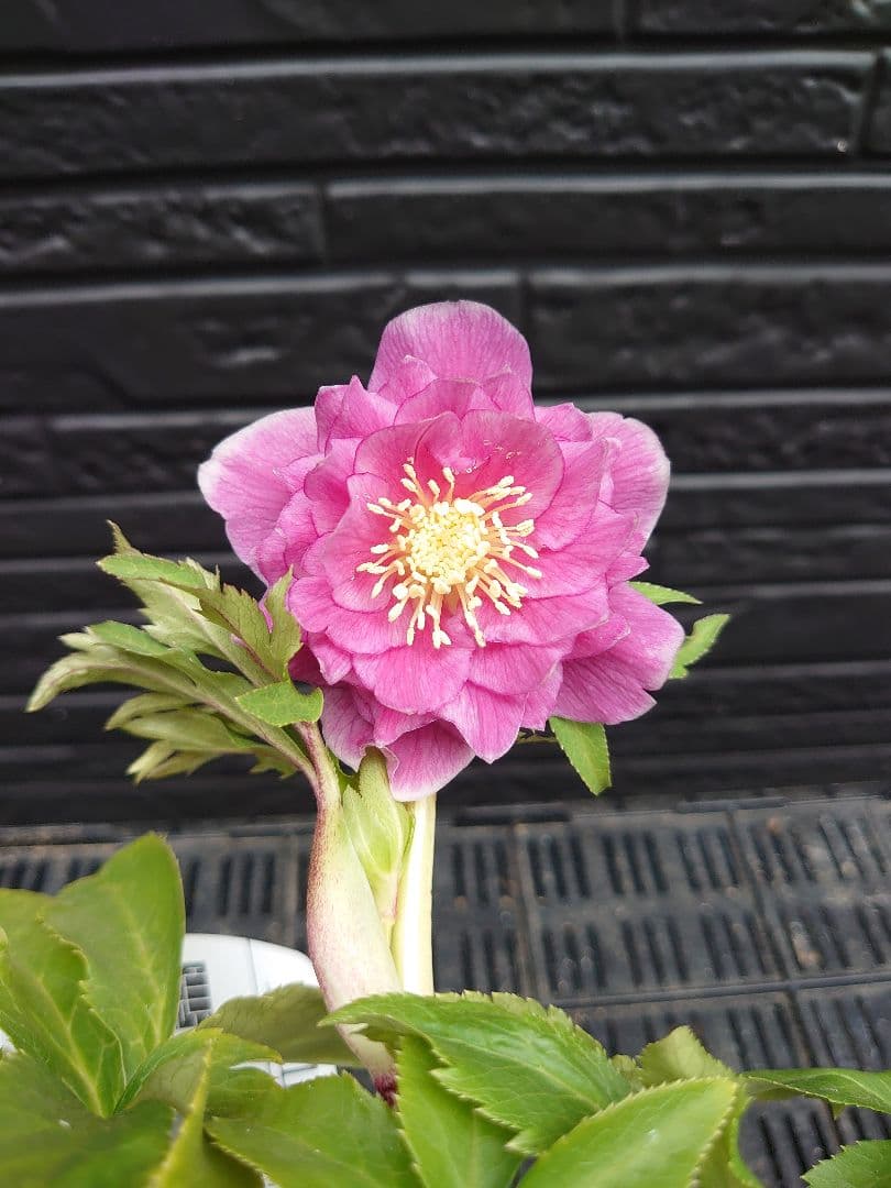 広瀬園芸　クリスマスローズ　Ｊ