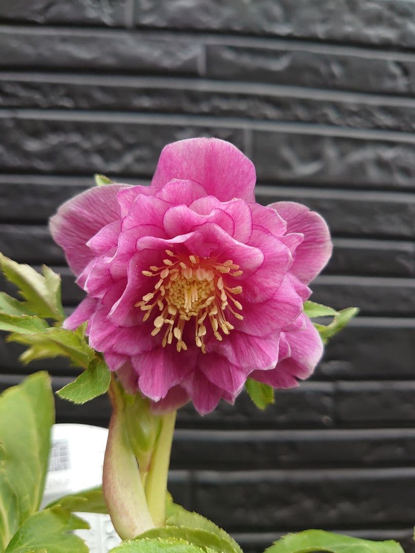 広瀬園芸　クリスマスローズ　Ｊ