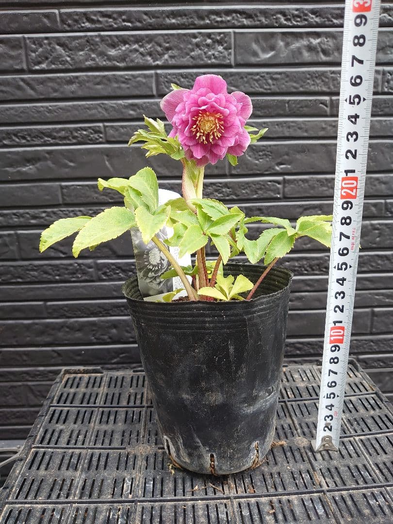 広瀬園芸　クリスマスローズ　Ｊ