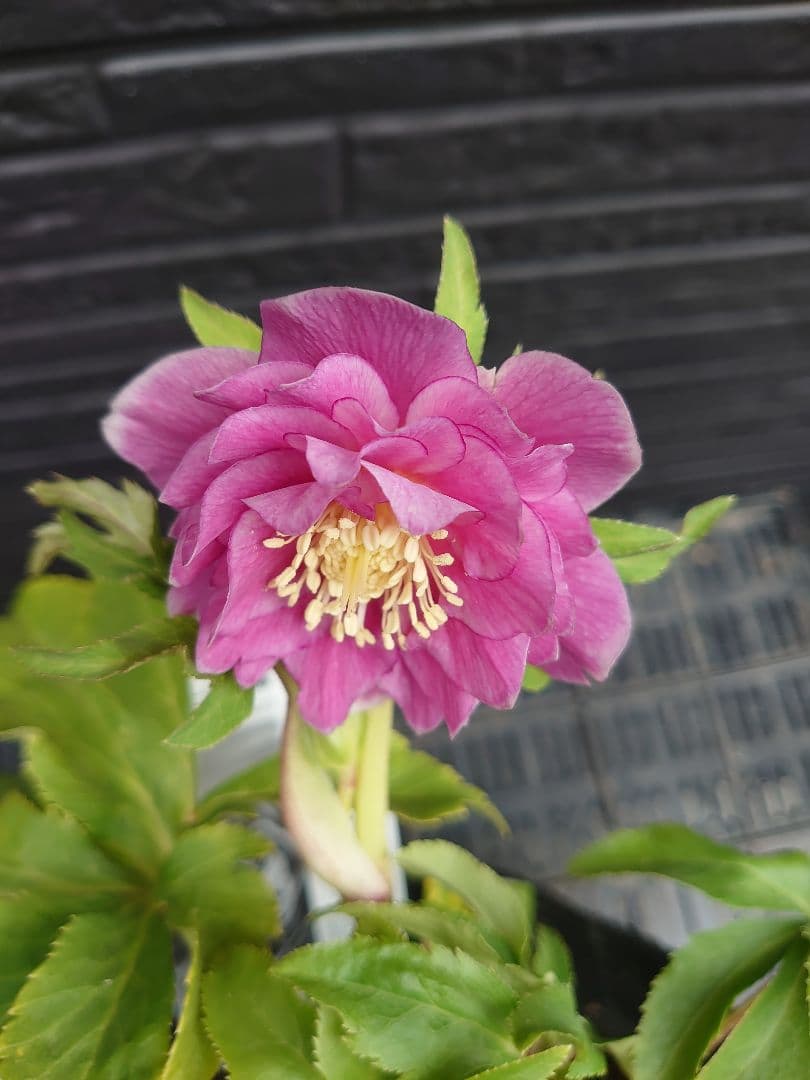 広瀬園芸　クリスマスローズ　Ｊ