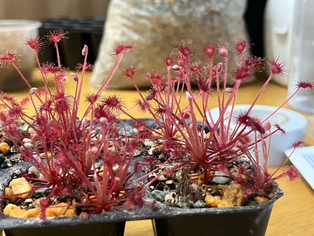 その他観葉植物 kitsch939