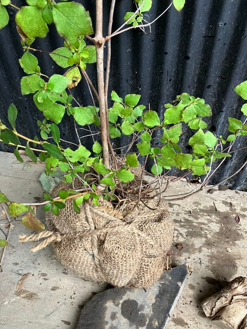 山採り　ミツバツツジ　2