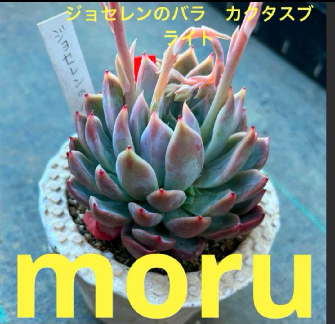 t*o様 2025実生苗セットd 4センチポット