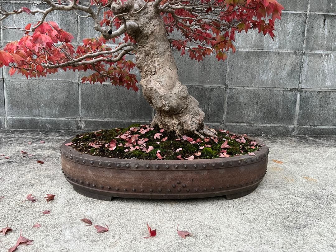 楓 かえで 盆栽 雑盆