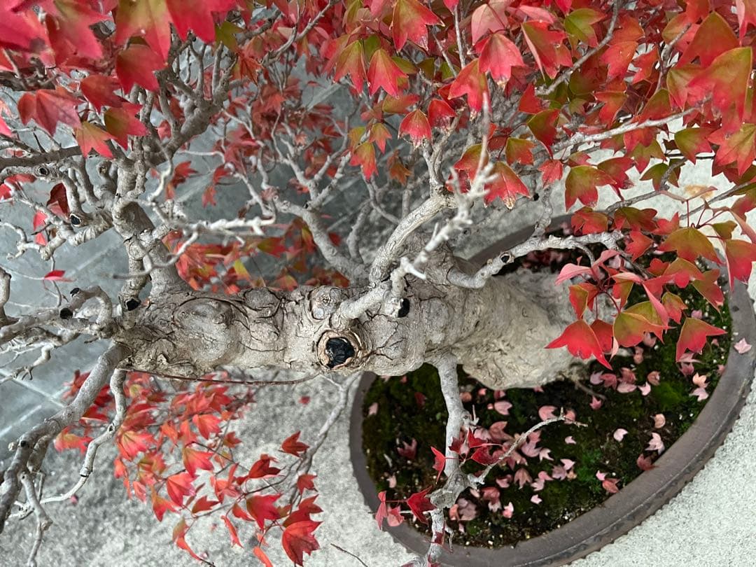 楓 かえで 盆栽 雑盆