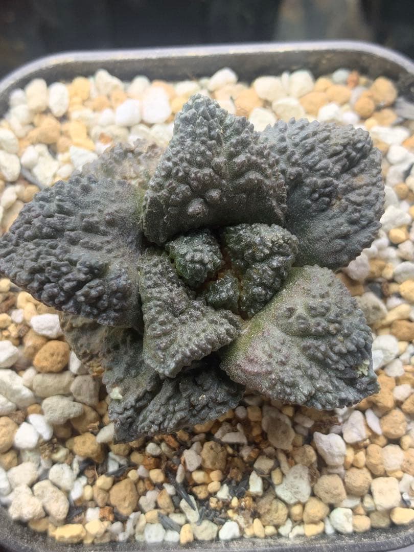 サボテン・アリオカルプス　ゴジラ　亀甲牡丹　自根　国内実生株　特コレ株①