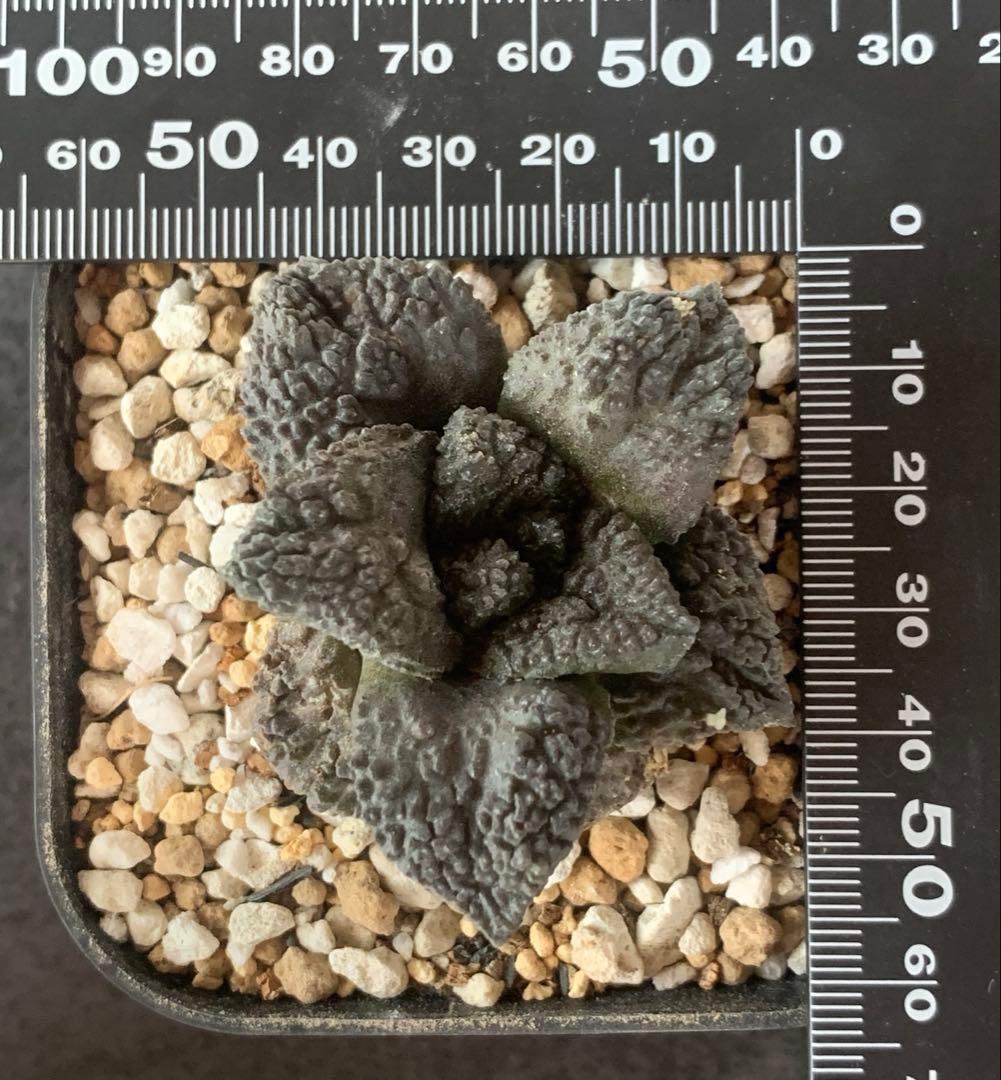 サボテン・アリオカルプス　ゴジラ　亀甲牡丹　自根　国内実生株　特コレ株①