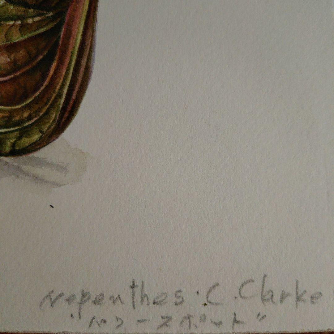 ベ*ア様 ウツボカズラ ボタニカルアート作家原画