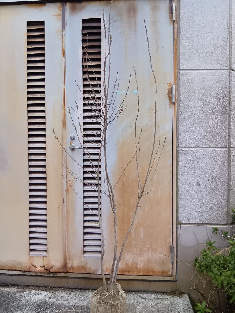 利休梅（高さ約1.5メイトル）