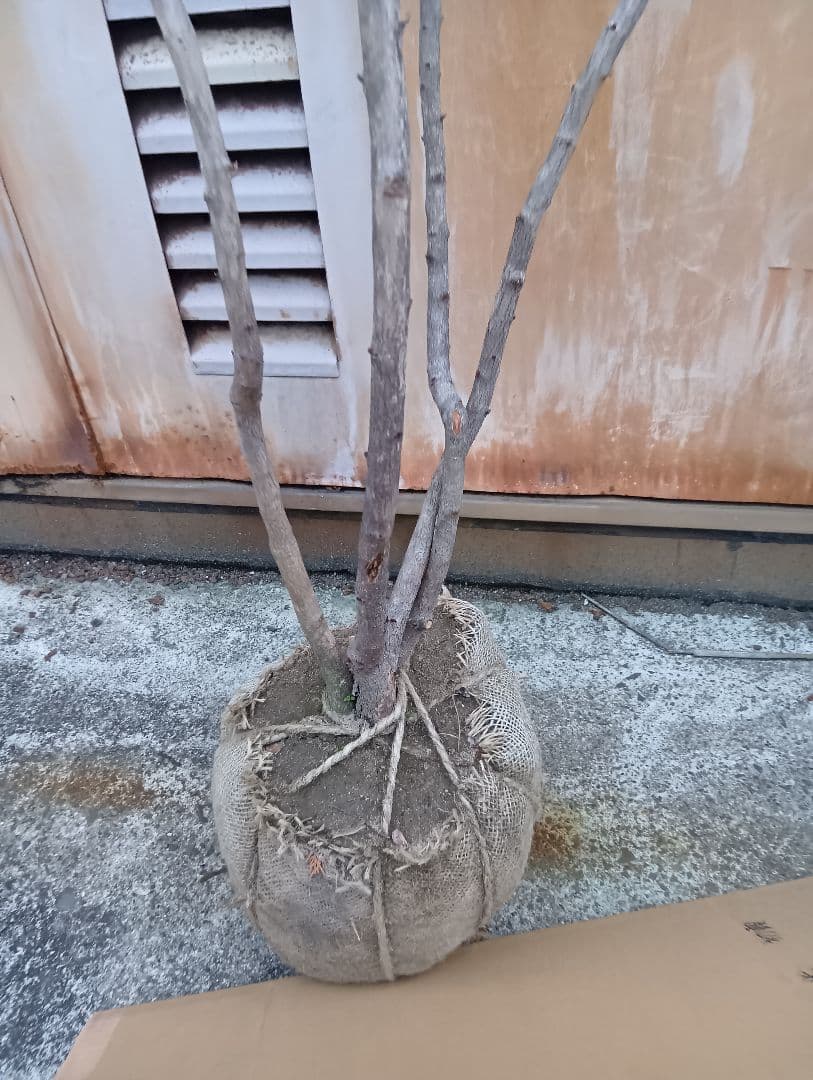 利休梅（高さ約1.5メイトル）