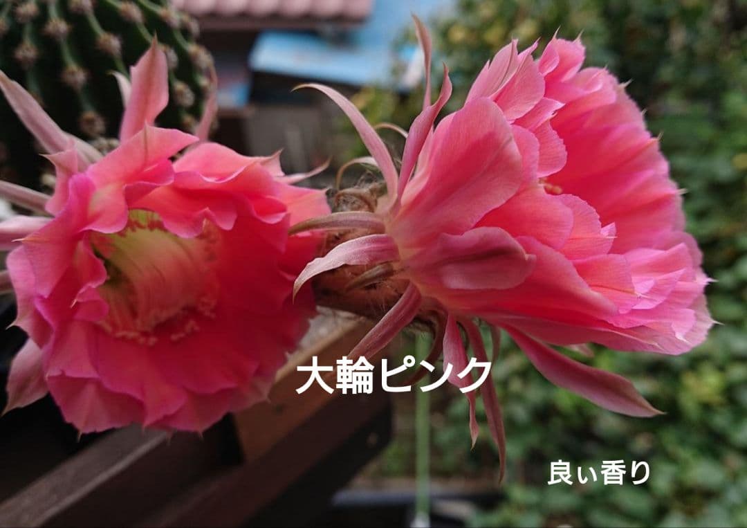 ご確認用