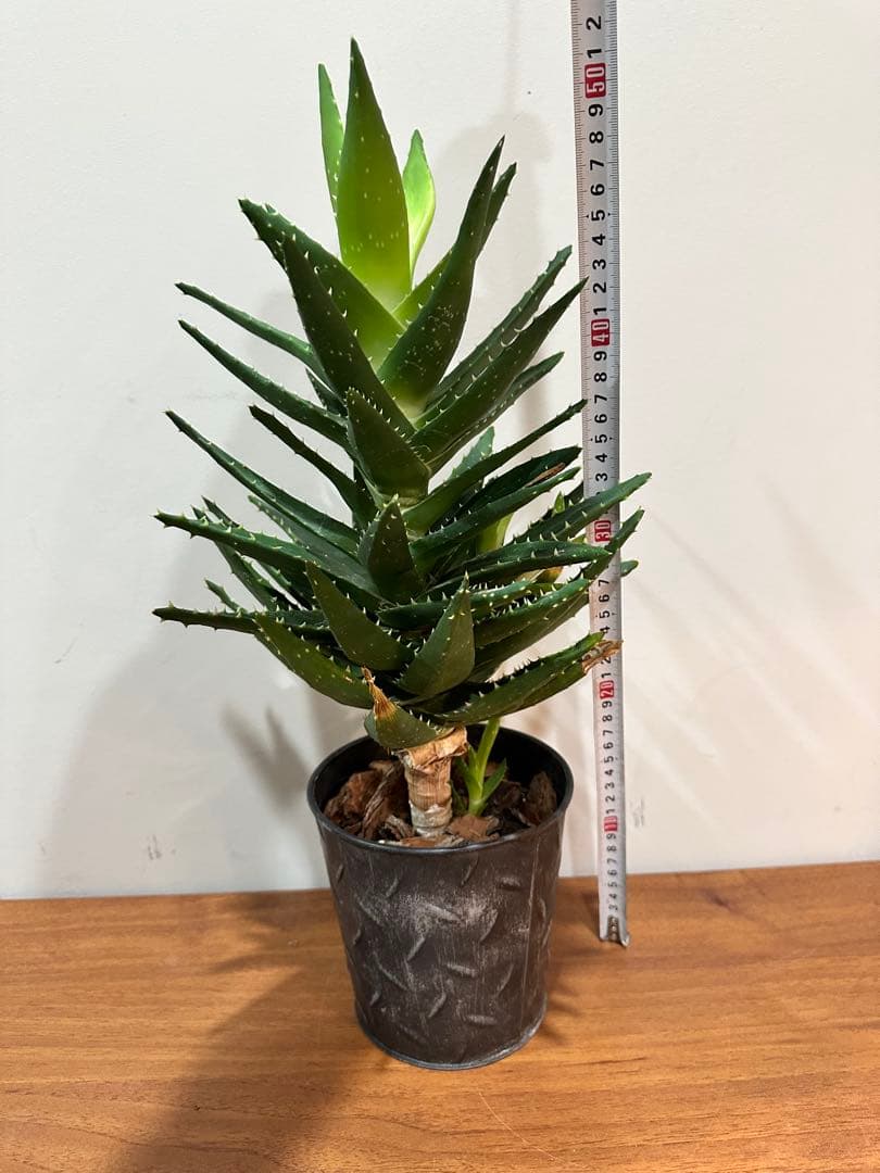 アロエ　約52cm 黒鉢付き