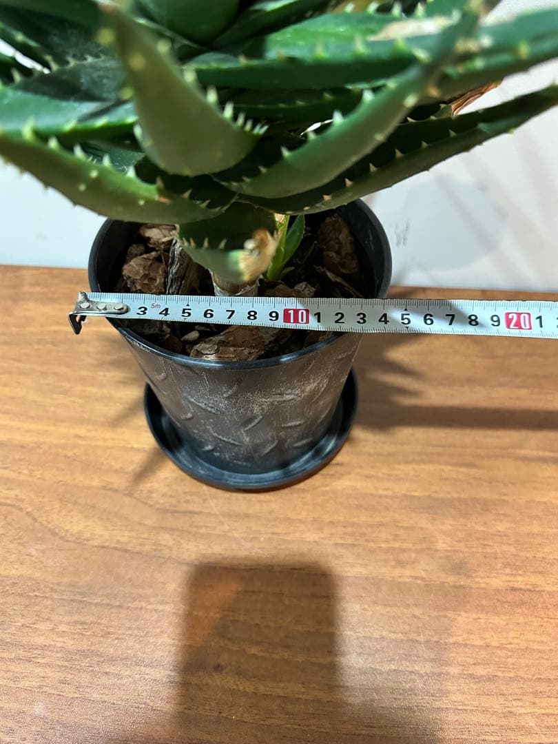 アロエ　約52cm 黒鉢付き