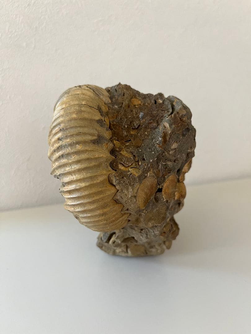 アンモナイト化石　希少美品14cm