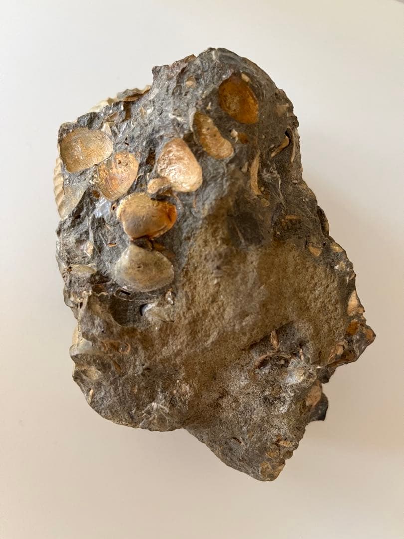 アンモナイト化石　希少美品14cm