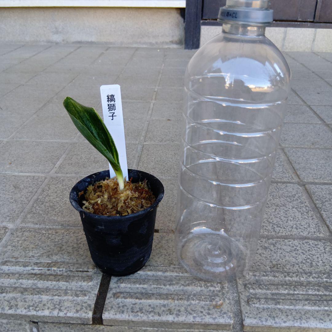 万年青　おもと　縞獅子2