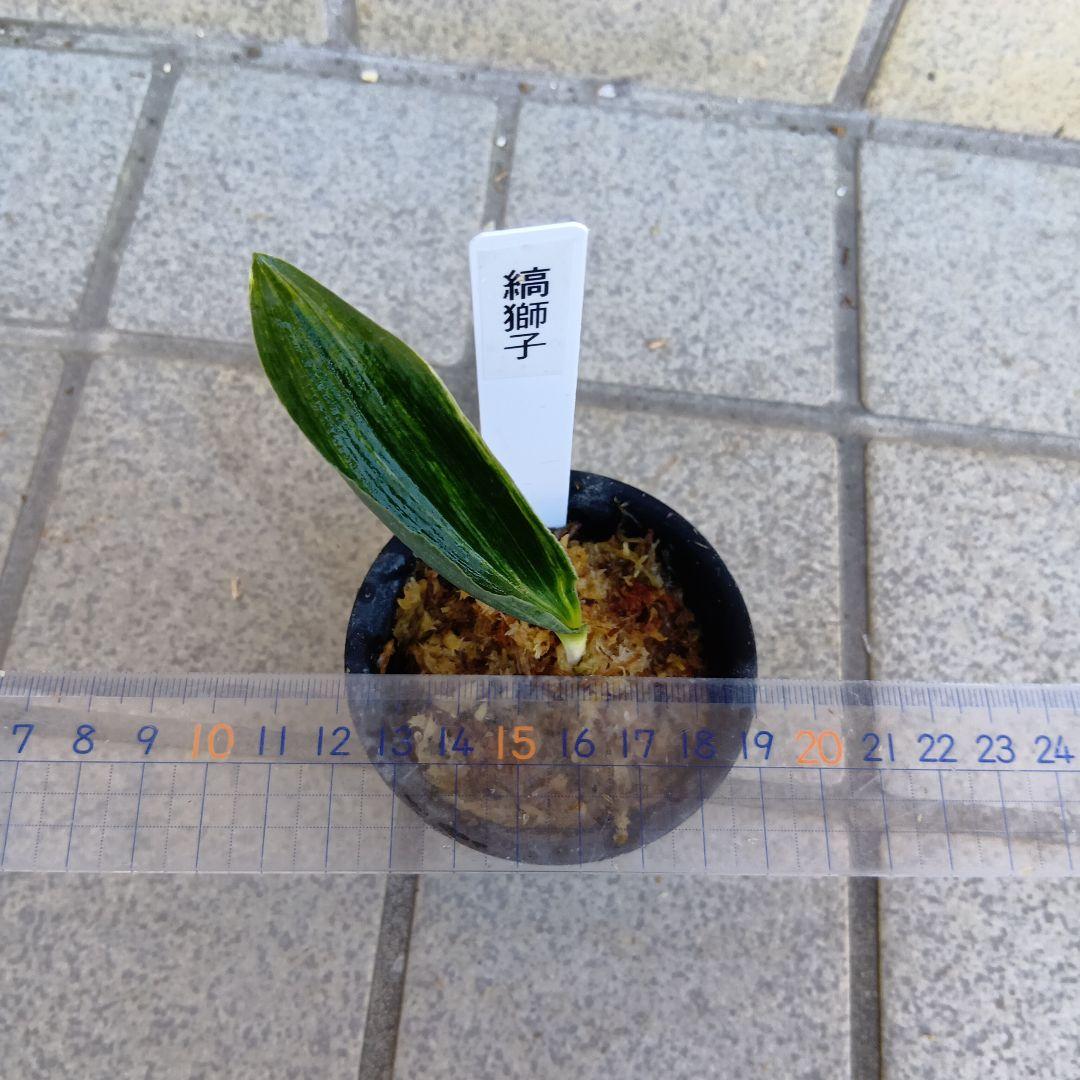 万年青　おもと　縞獅子2