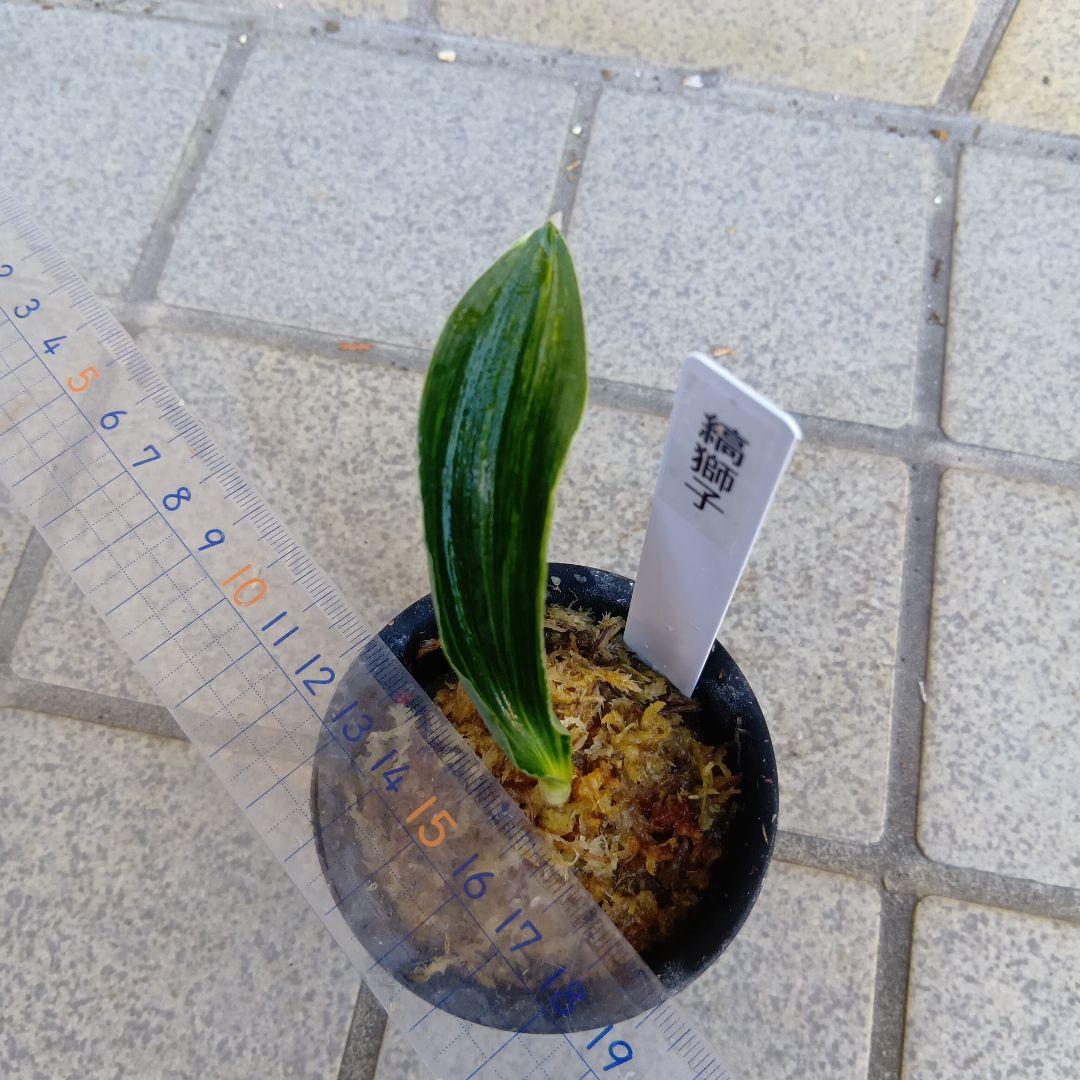 万年青　おもと　縞獅子2