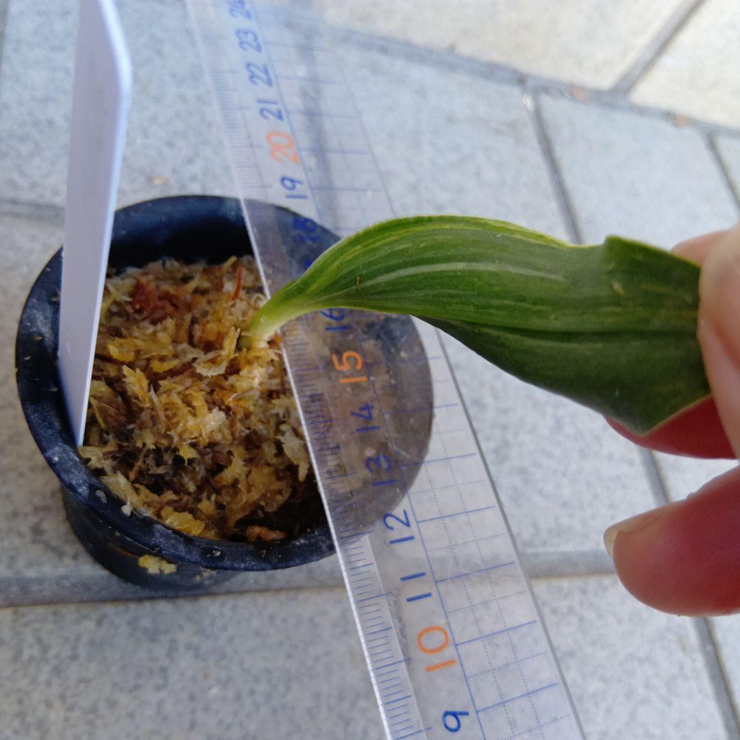 万年青　おもと　縞獅子2