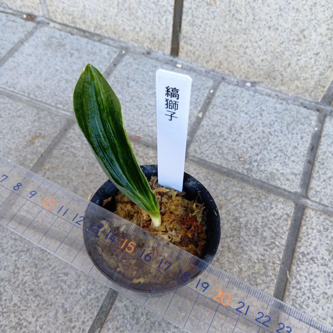 万年青　おもと　縞獅子2