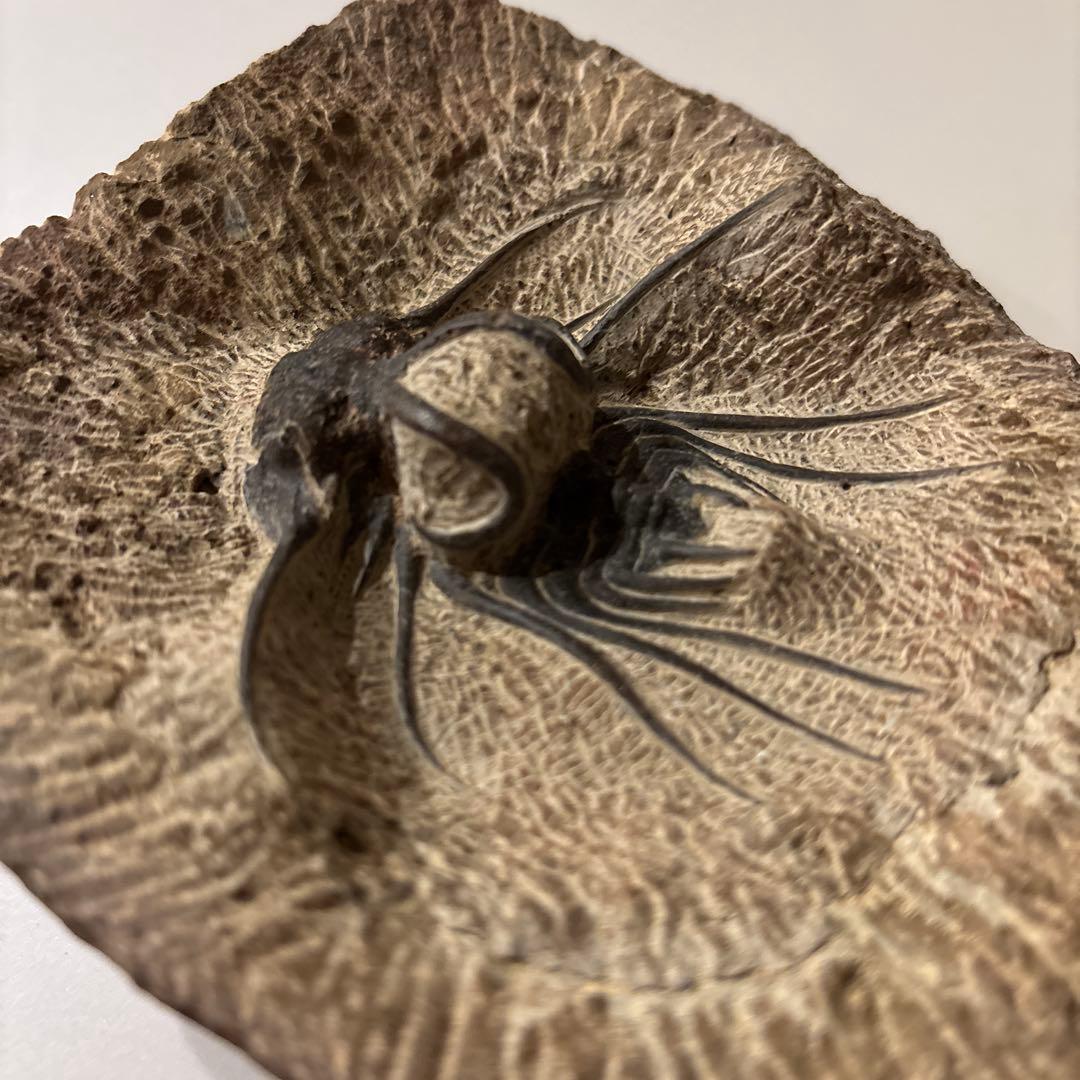 三葉虫(ディクラヌルスとレピデュルスのセット)