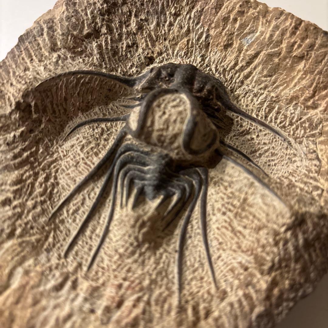 三葉虫(ディクラヌルスとレピデュルスのセット)