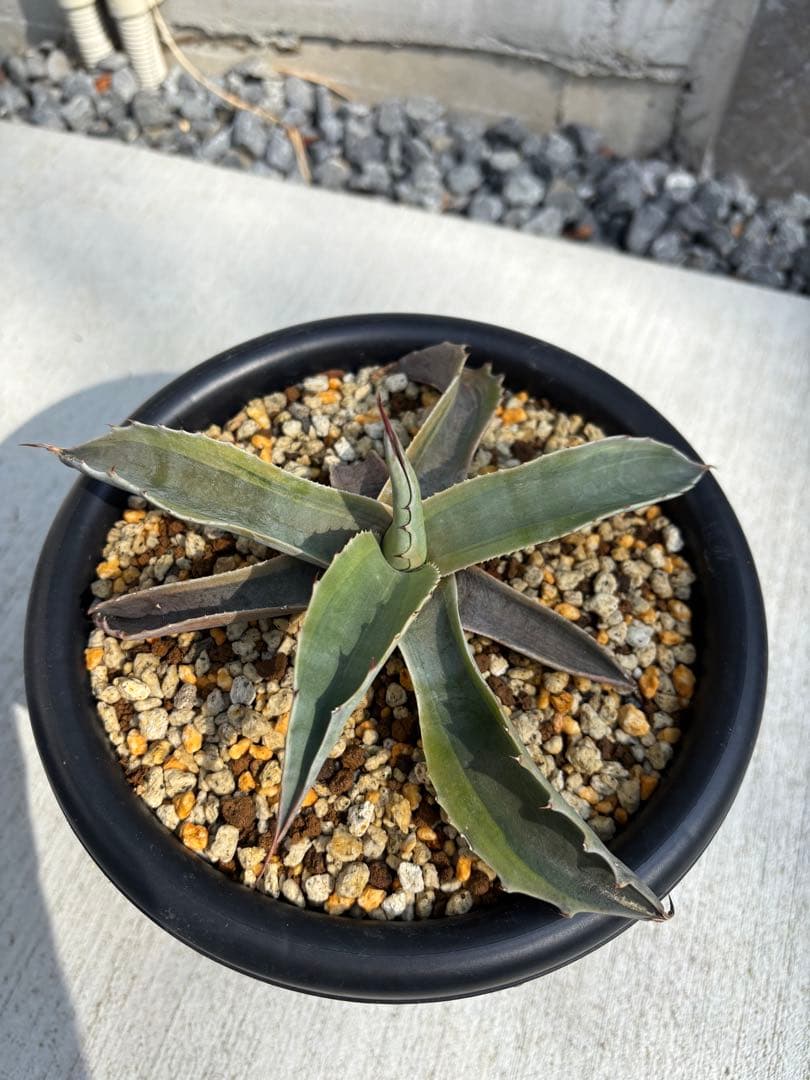 アガベ　「オバティフォリア　オルカ」多肉植物