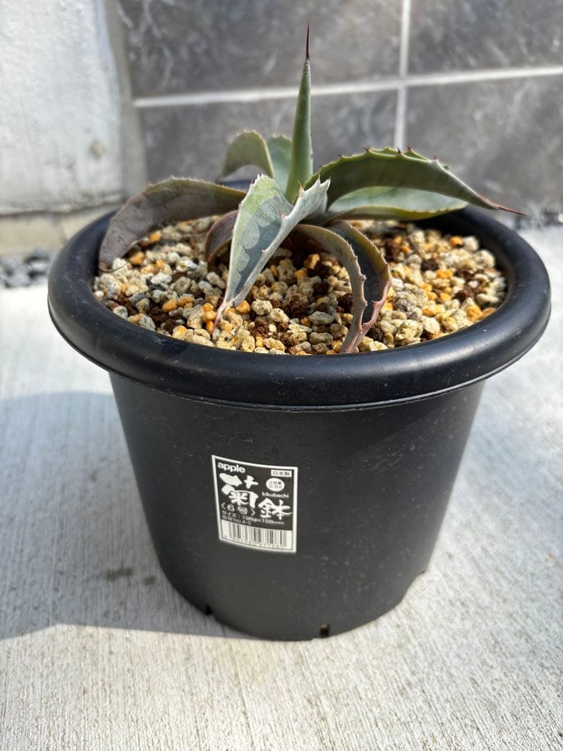 アガベ　「オバティフォリア　オルカ」多肉植物