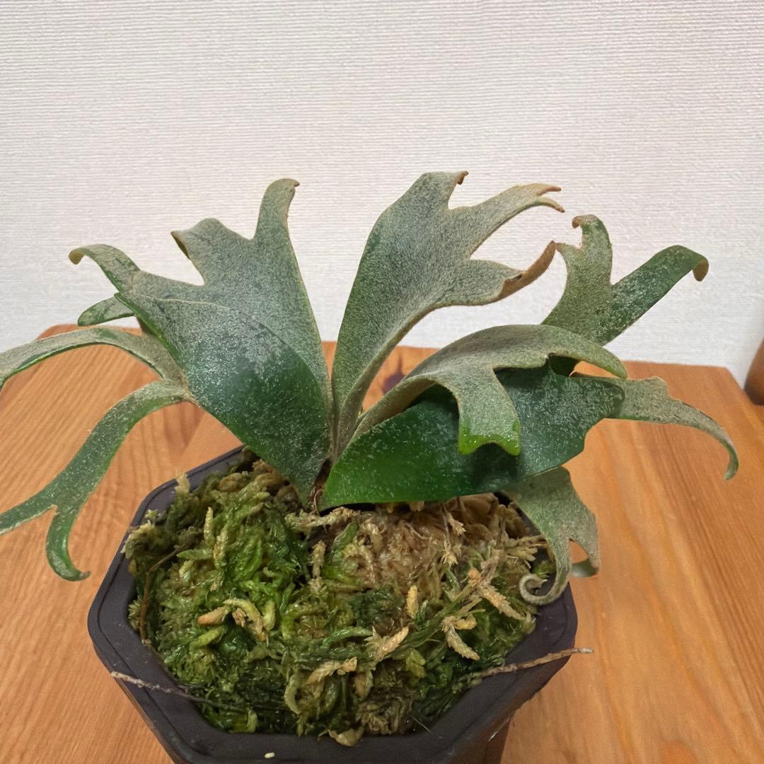＊P.willinckii Jenny 3号(TC)＊