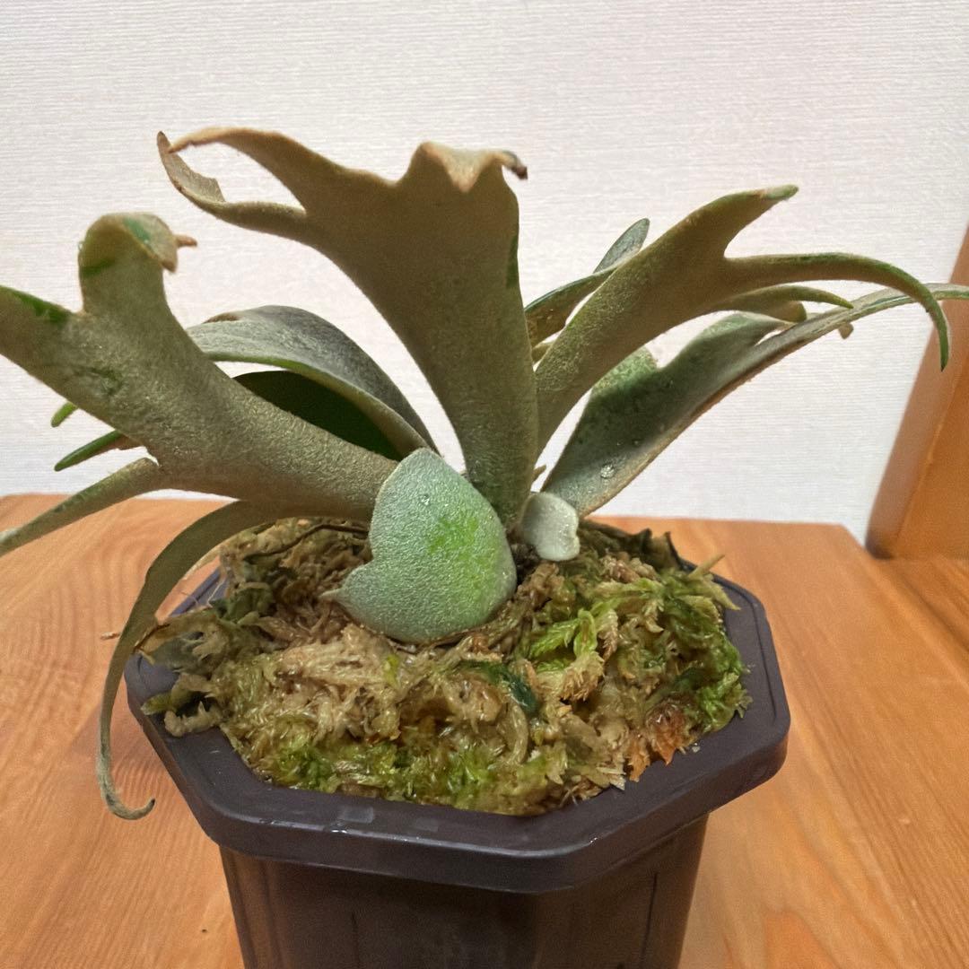 ＊P.willinckii Jenny 3号(TC)＊