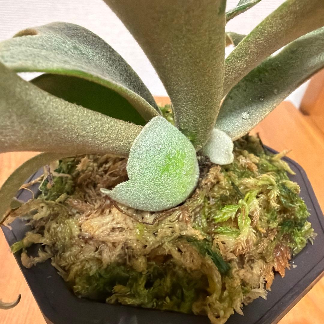 ＊P.willinckii Jenny 3号(TC)＊