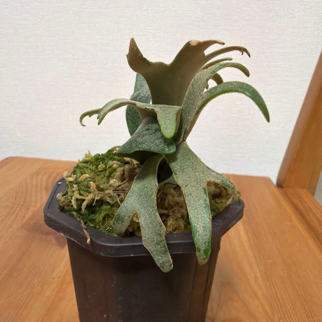＊P.willinckii Jenny 3号(TC)＊