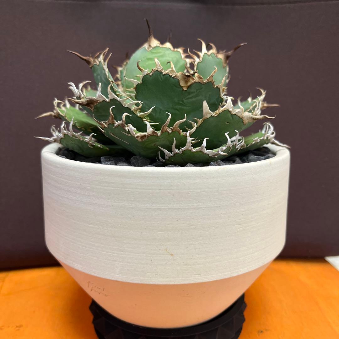 【コレクション株】鉢ごと発送！　 アガベ チタノタ フィリグリー 圓葉拇指