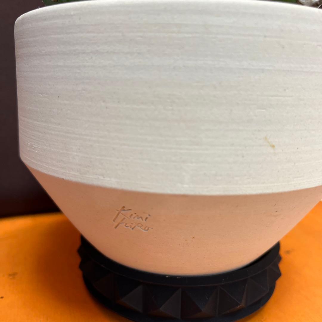 【コレクション株】鉢ごと発送！　 アガベ チタノタ フィリグリー 圓葉拇指