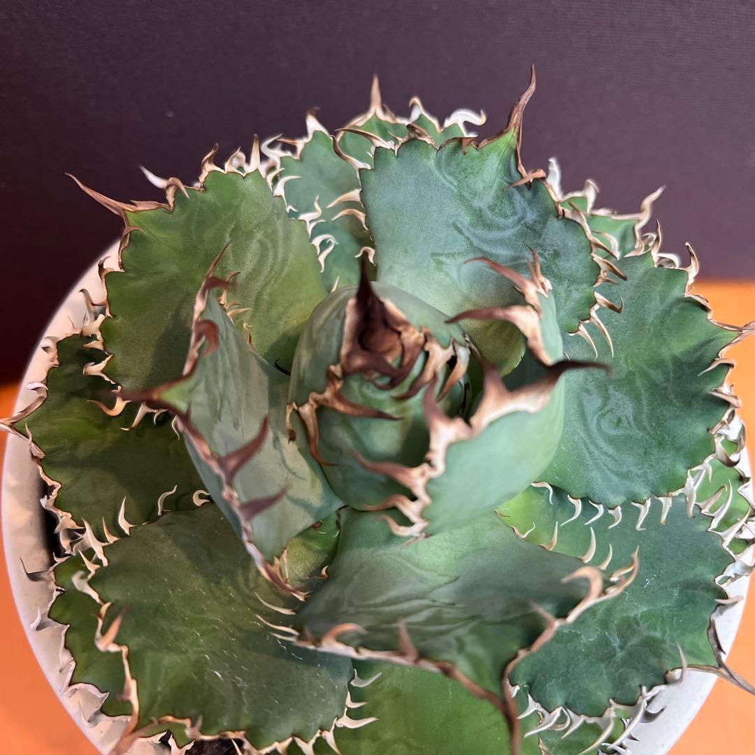 【コレクション株】鉢ごと発送！　 アガベ チタノタ フィリグリー 圓葉拇指