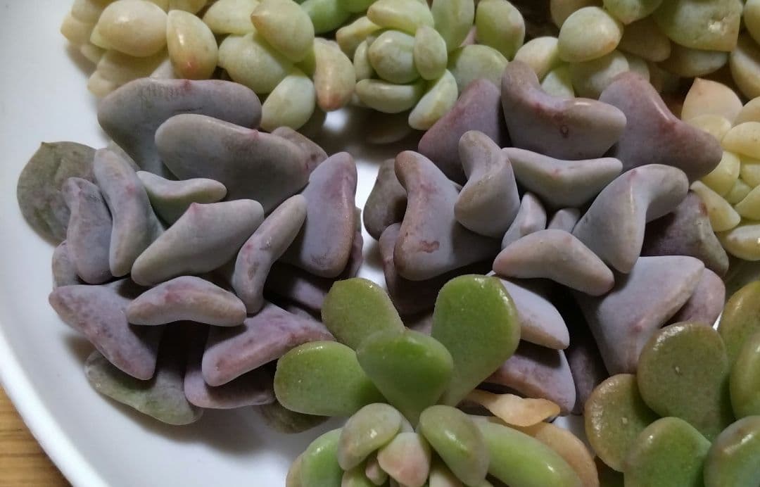 多肉植物　3種　21カット