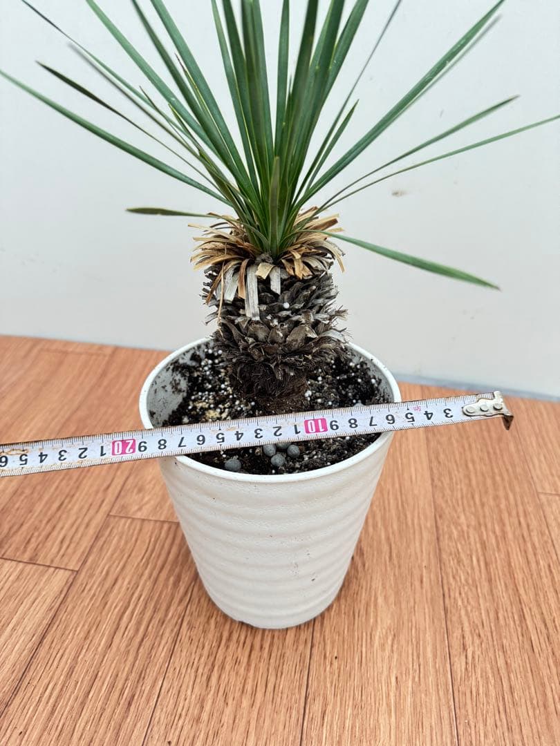 ロストラータ　2