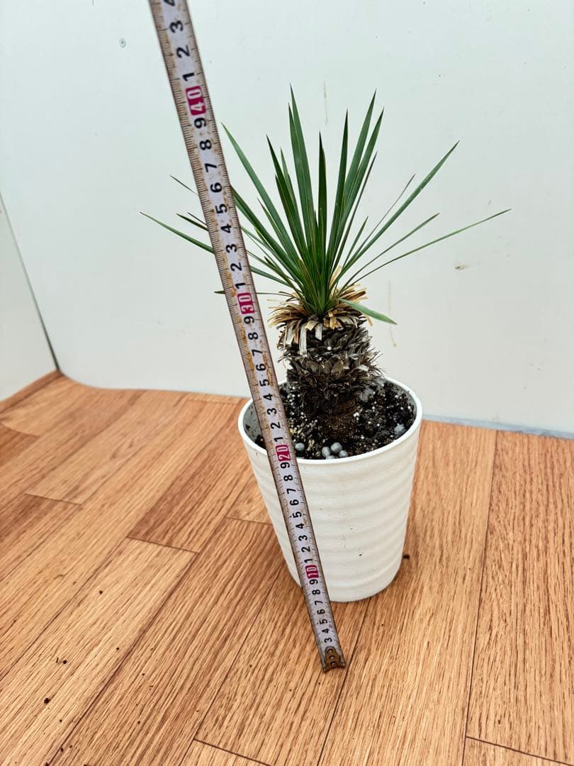 ロストラータ　2