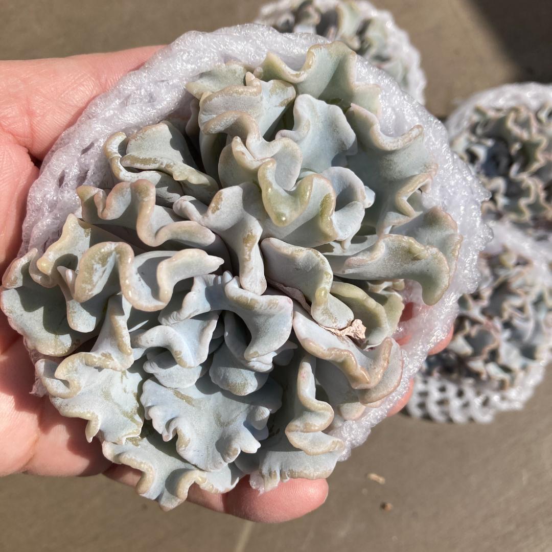 【新入荷】エケベリア　韓国苗　クリスペートビューティ群生　多肉植物