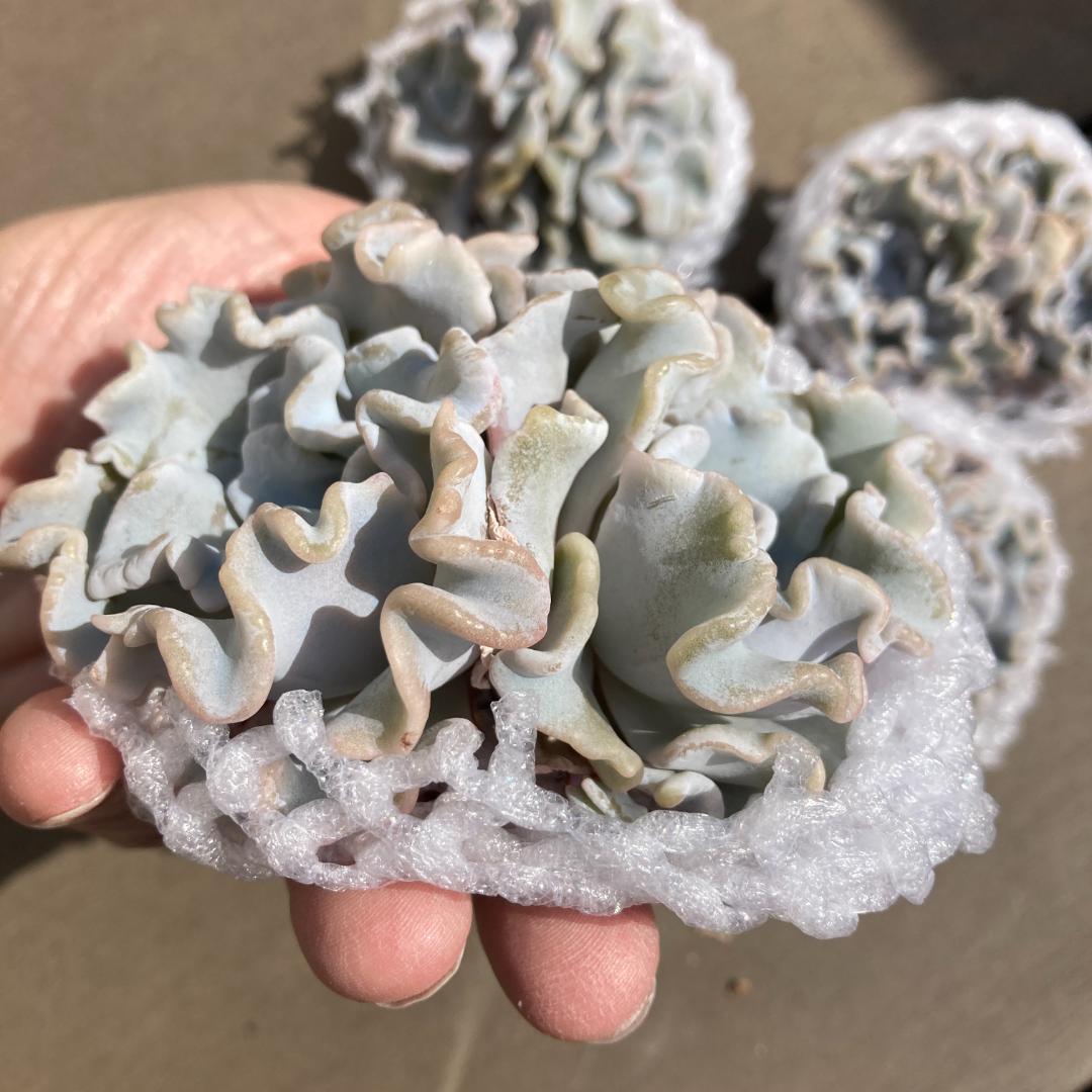 【新入荷】エケベリア　韓国苗　クリスペートビューティ群生　多肉植物