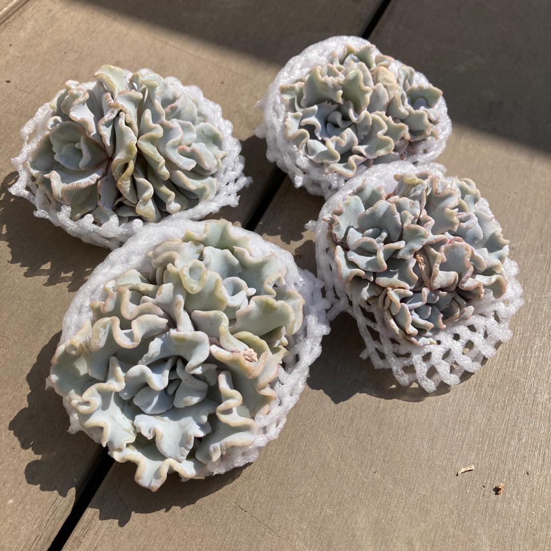 【新入荷】エケベリア　韓国苗　クリスペートビューティ群生　多肉植物
