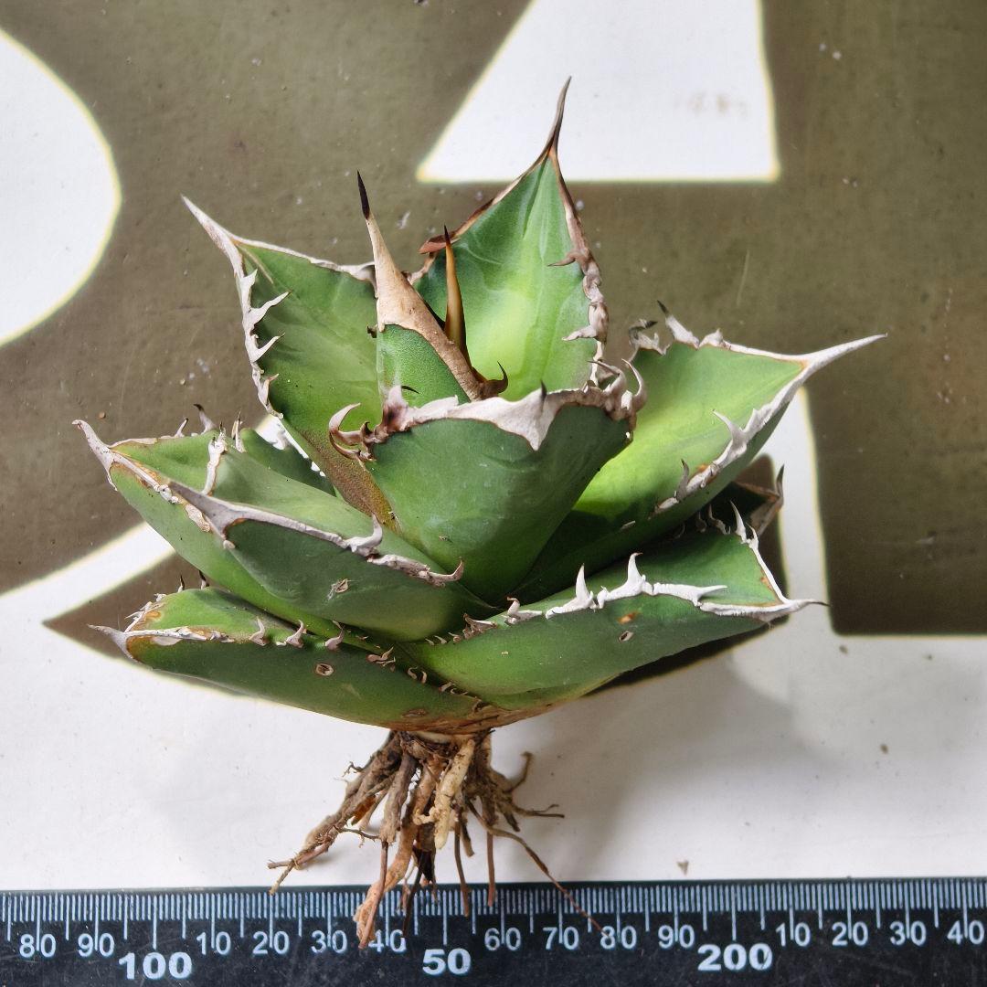 591【上澳園芸】アガベ チタノタ shangao-004 バトルウルフ
