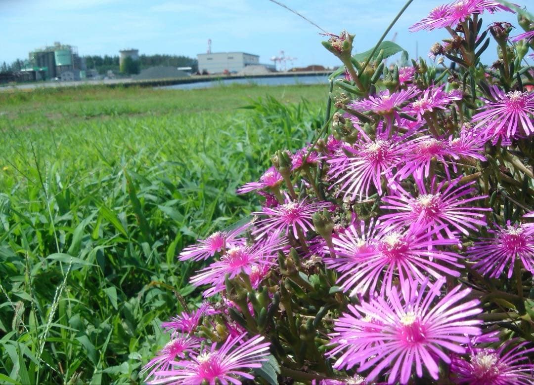 実写美⭕️【動作確認済】 SONY DSC-T3 Cyber-shot