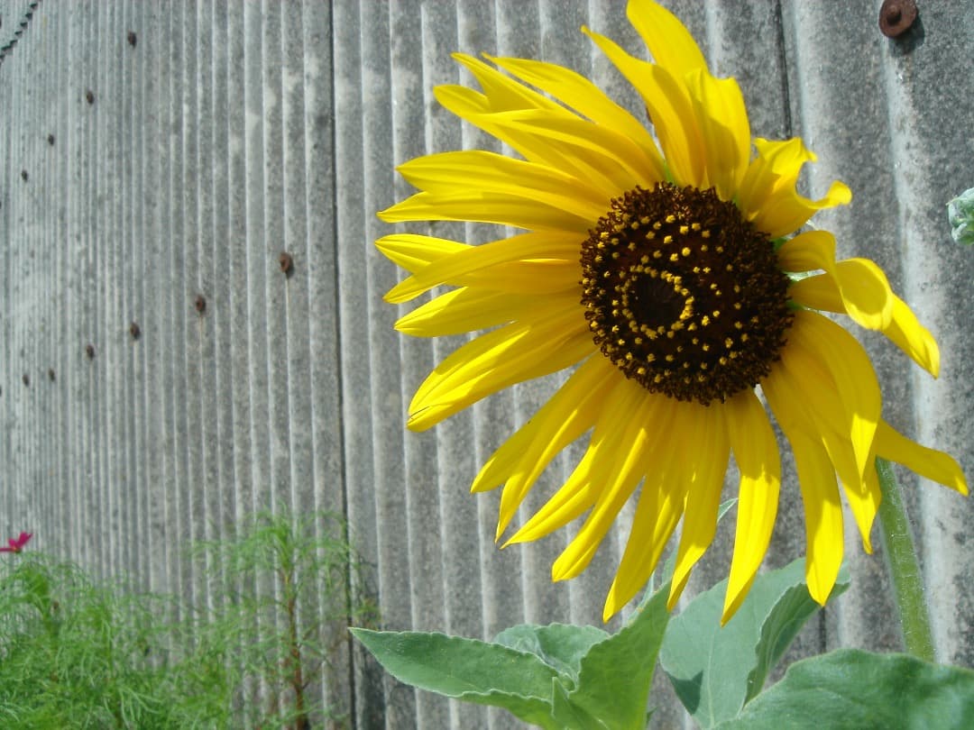 実写美⭕️【動作確認済】 SONY DSC-T3 Cyber-shot