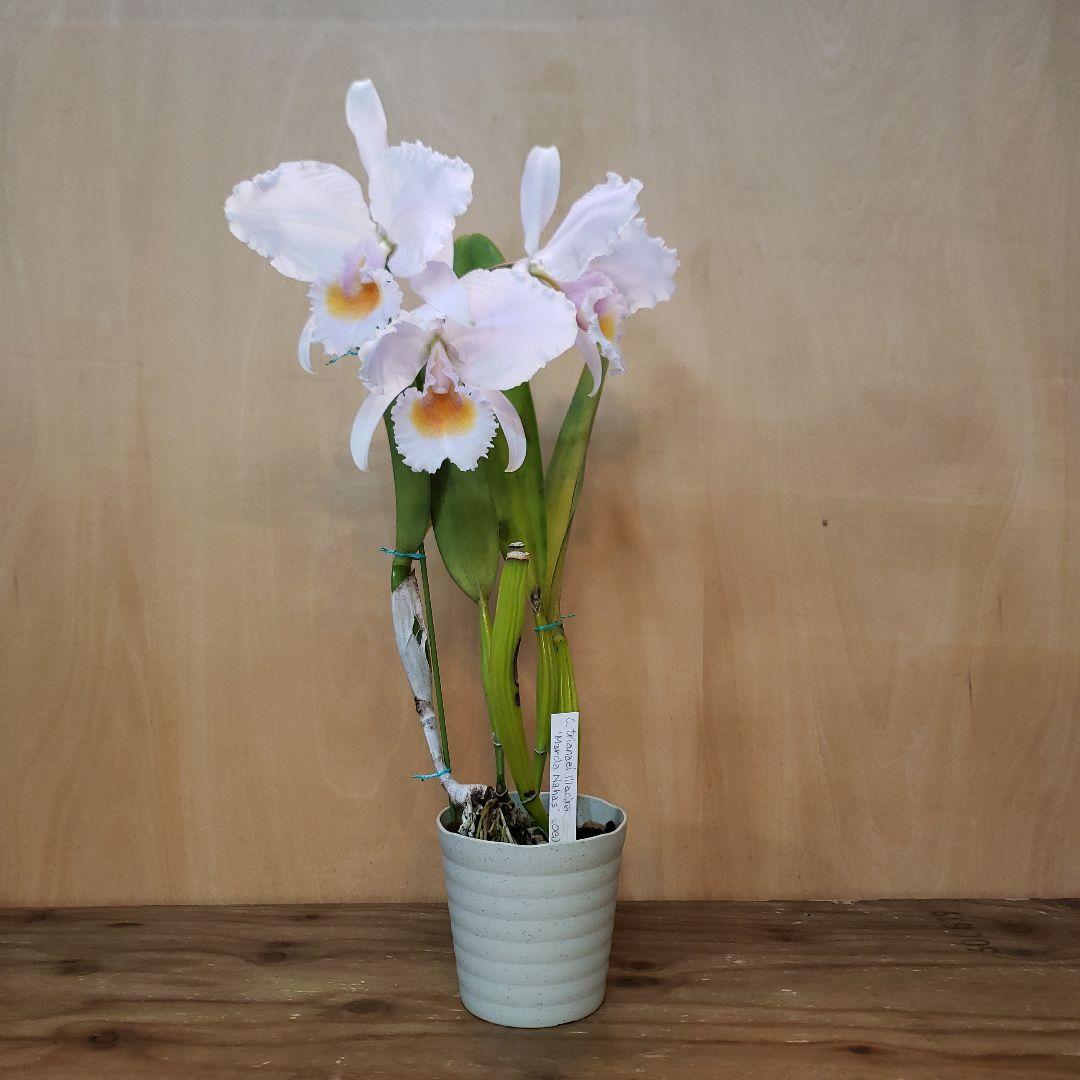 洋ラン原種 C.trianaei lilacina 'Marcia Nahas'