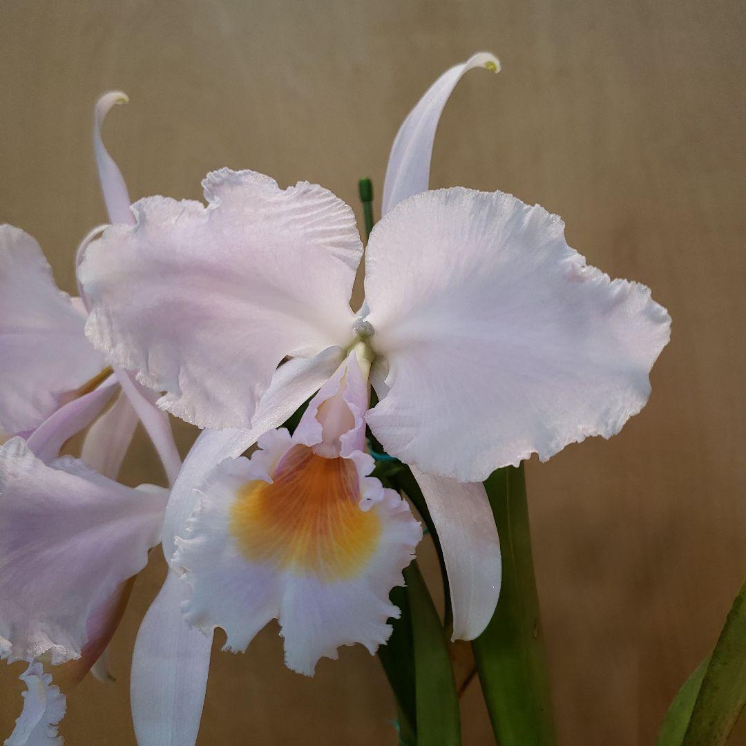 洋ラン原種 C.trianaei lilacina 'Marcia Nahas'