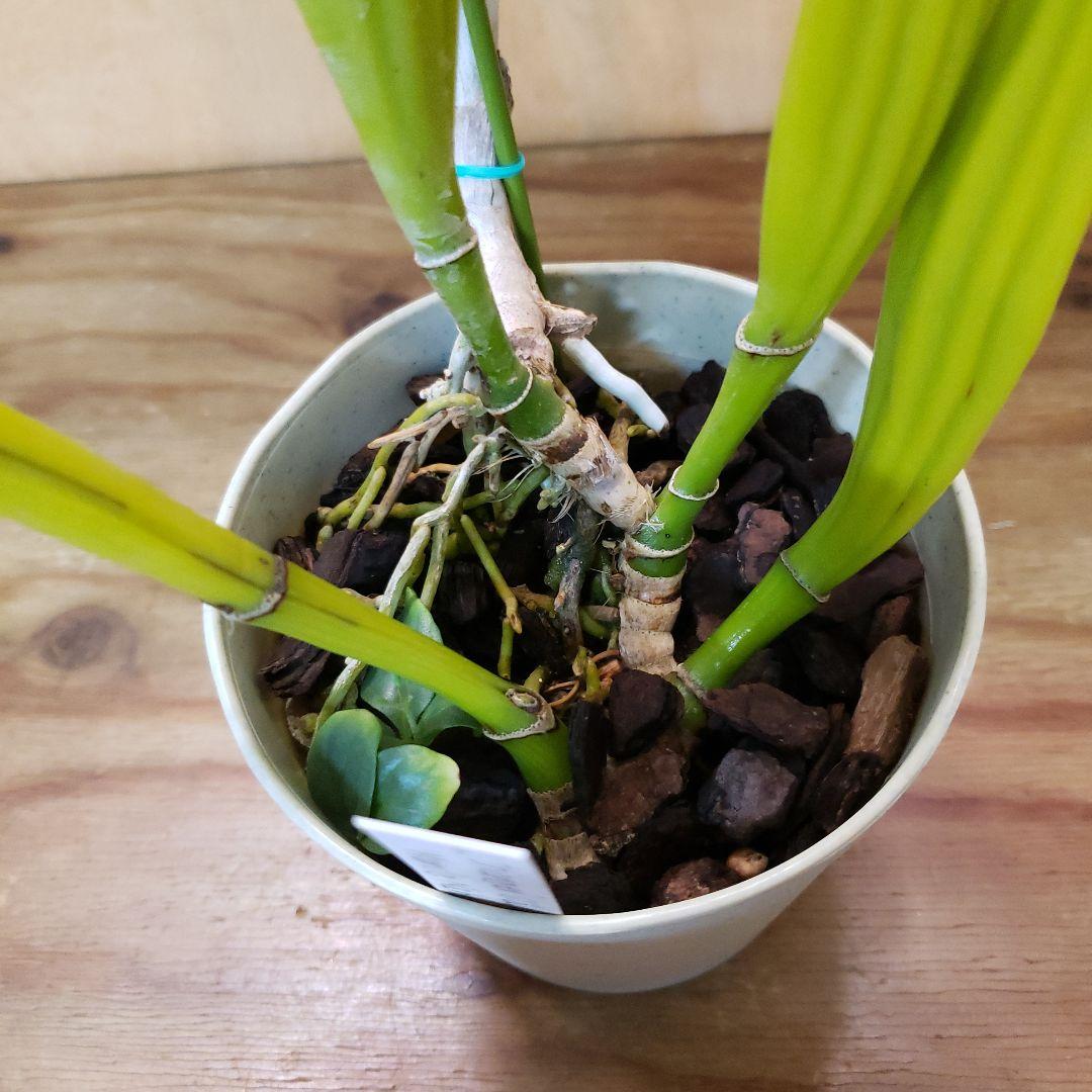 洋ラン原種 C.trianaei lilacina 'Marcia Nahas'