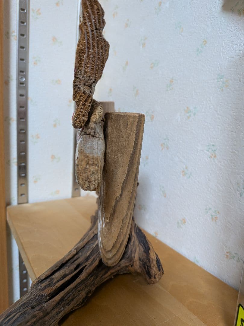 オリジナルビーチボーイズ 流木