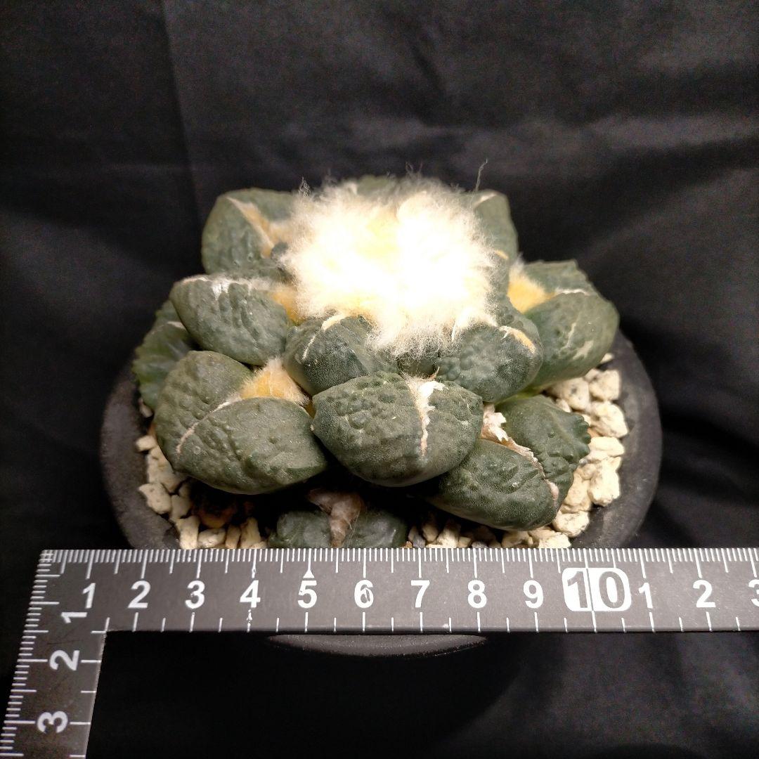 アリオカルプス 連山 丸疣 皺 亀甲牡丹 竜角牡丹 玉牡丹 花牡丹 青磁牡丹
